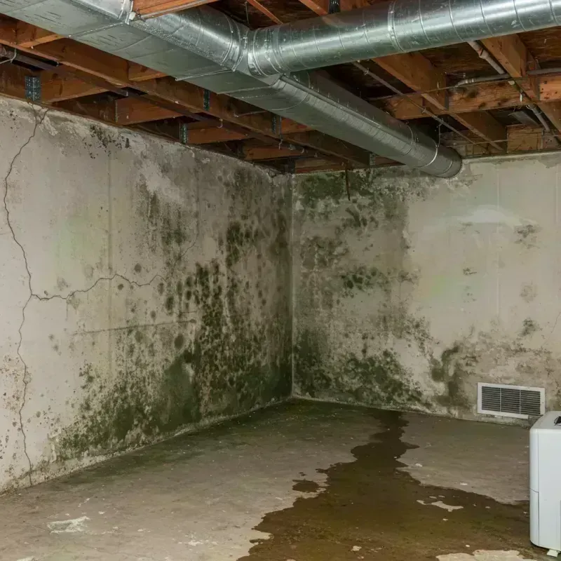 Professional Mold Removal in Shaw Heights, CO